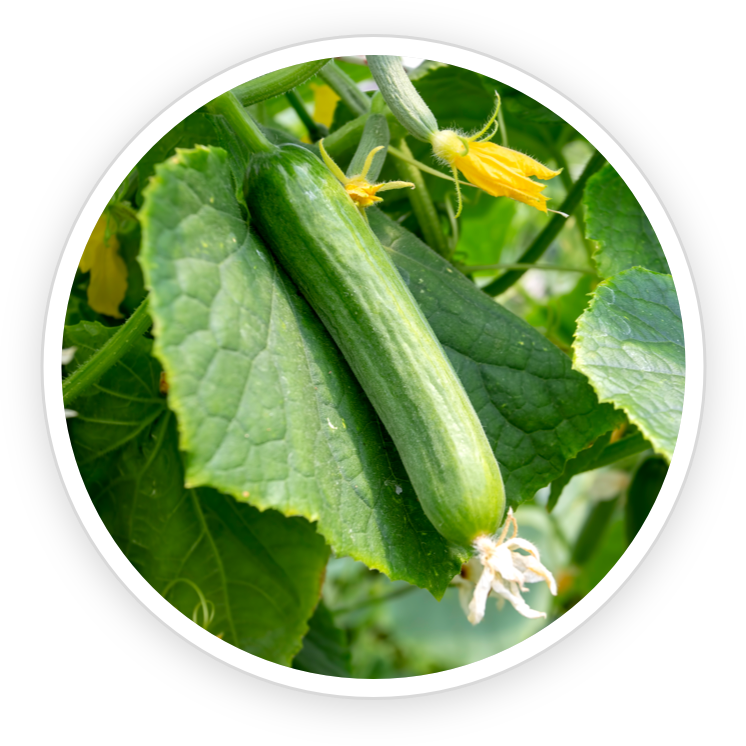 Cucumber Extract- KeraBiotics Ingredient